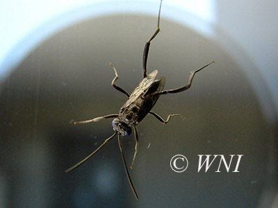 Blue-eyed Ensign Wasp (Evania appendigaster)